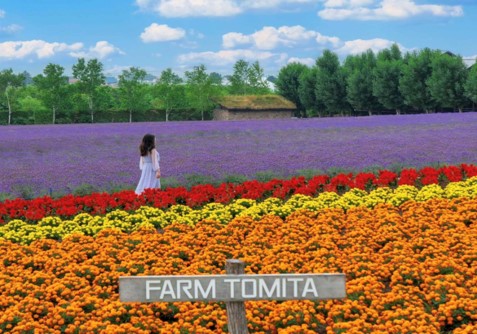 游览<br/>季节限定，夏日花田 