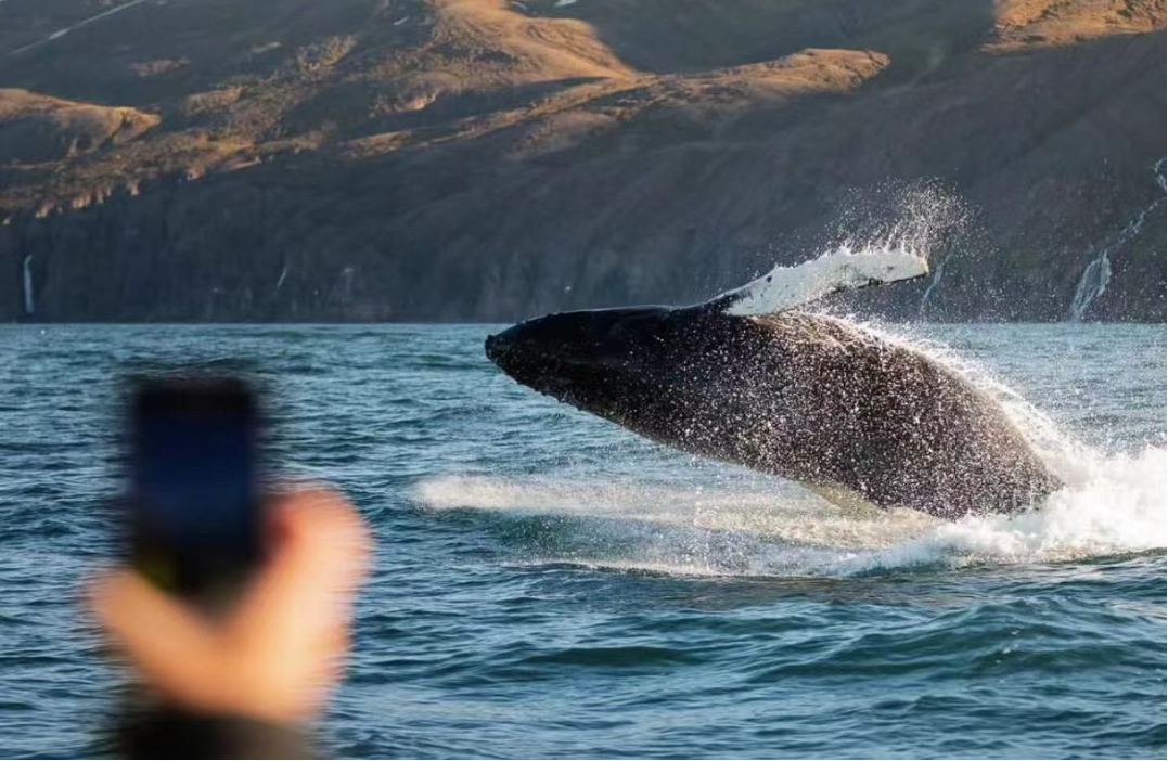 体验<br/>这个夏天，最浪漫的事就是跟你一起出海看鲸