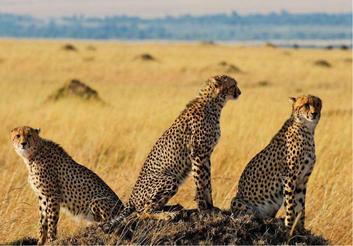 浏览<br/>带你进入最深度最全面的东非大草原世界