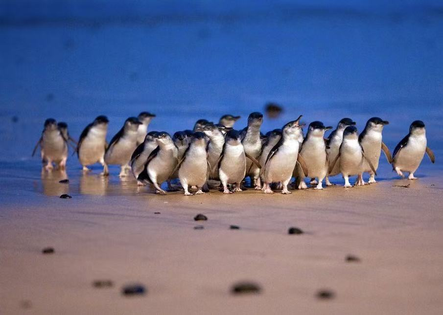 游览<br/>菲利普岛夜之精灵——守护小企鹅归巢的温馨仪式