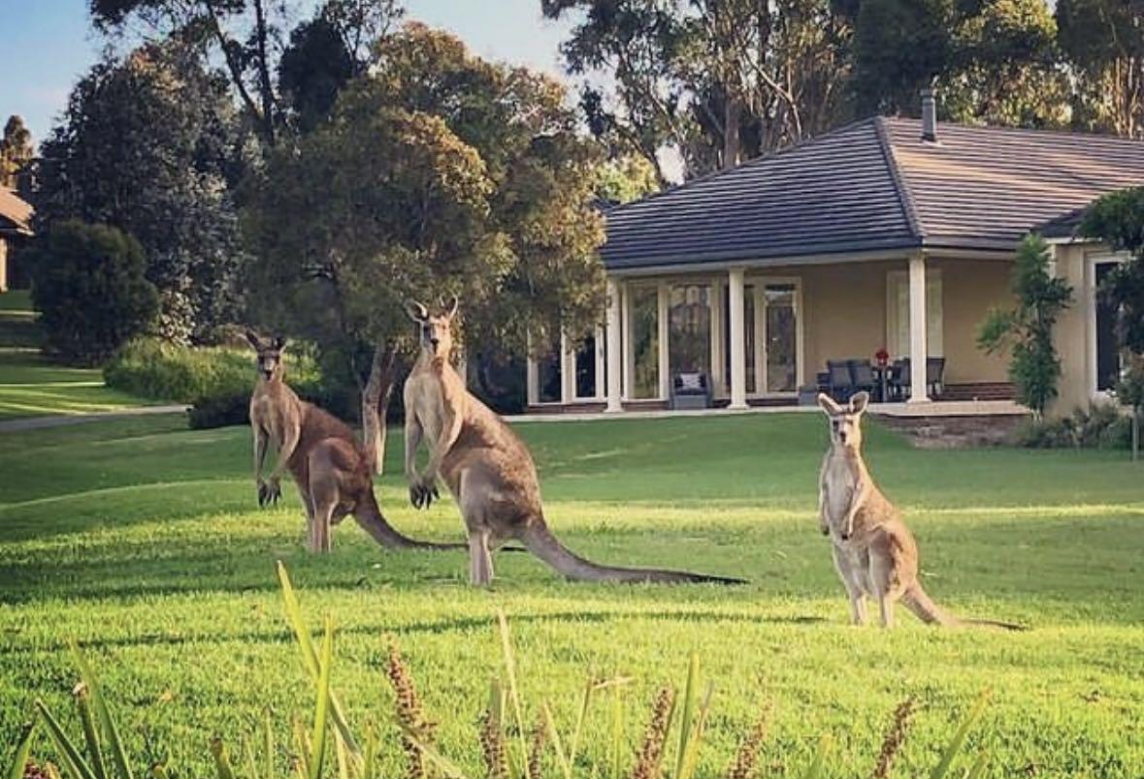 美宿<br/>入住高尔夫度假村，在亚拉河谷遇见野生袋鼠