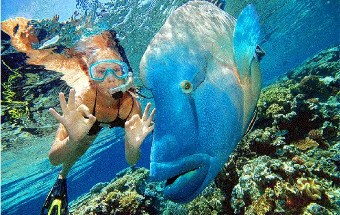 体验<br/>明星同款！搭乘游船出海，全方位玩转最美大堡礁